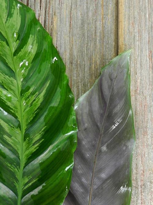 CALATHEA TROPICAL GREENS